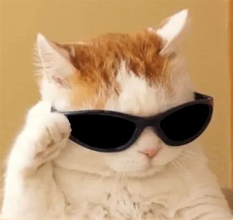 Create meme "cat meme without background, cat, cat with sunglasses meme