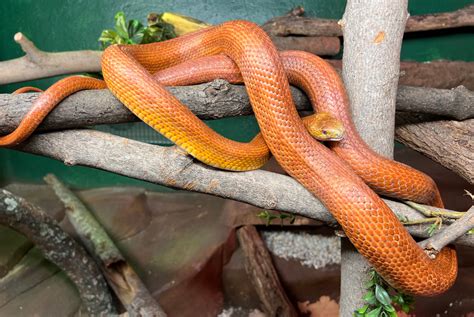 Everglades Rat Snake – Utica Zoo