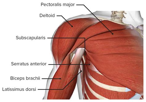 Axillary Anatomy Anatomy Drawing Diagram | Images and Photos finder