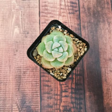 Echeveria Ice Green - SucculentSucculents