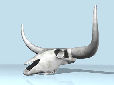 3d aurochs skull model