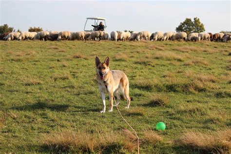 Herding 101 (+R Edition) | Stale Cheerios