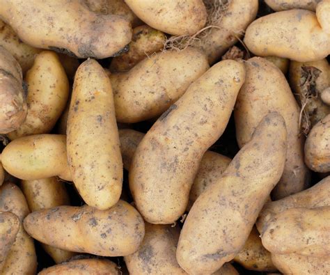 Best potato varieties: 12 top crops for your vegetable patch | Homes ...