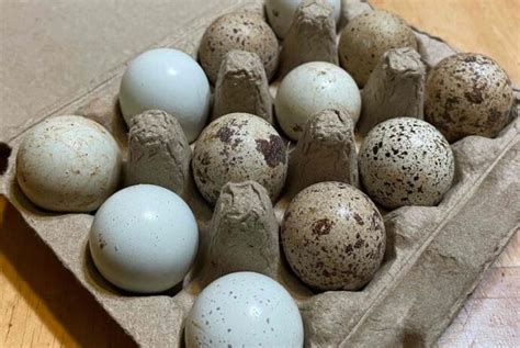 Quail Egg Delights: 12 Uses & Some Fun Facts