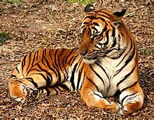 tiger wikiwand
