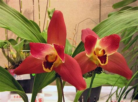 lycaste orchid plant care growing basics water light soil