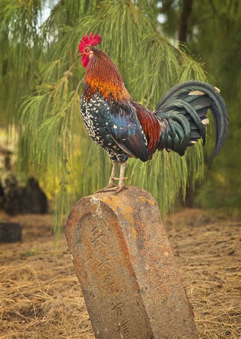 rooster cock male  photo  pixabay pixabay