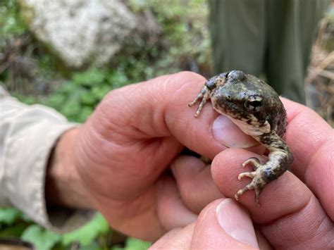 Oakland Zoo Releases 33 Rare Frogs Into The Wild