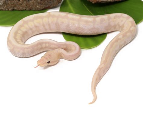 super banana hgw spotnose male dynasty reptiles