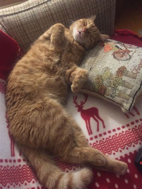 treating tapeworms in cats 5