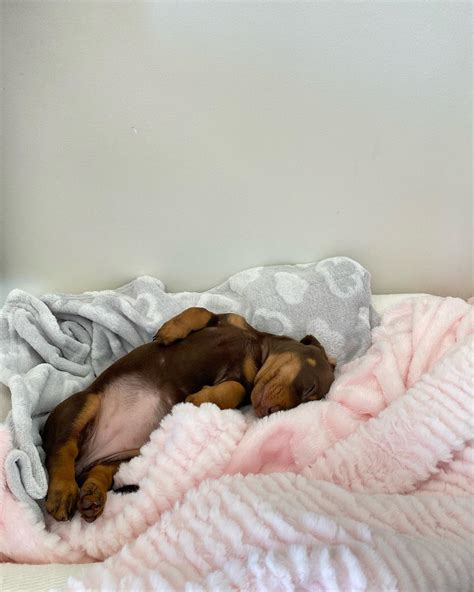 hazel mae (@hazelthedach) • Instagram photos and videos