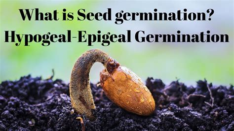 Biology//What Is Germination? Types Of germination// LADDER TIPS - YouTube