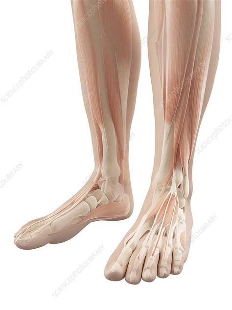 Human foot muscles, illustration - Stock Image - F010/9160 - Science Photo Library