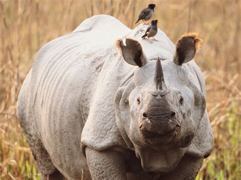 Where to spot the one-horned rhino in India