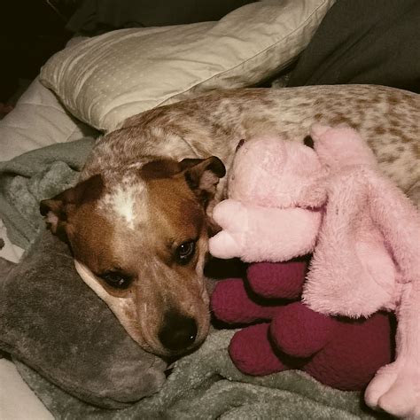 A guide for accessing the bibb county inmate listing online 15