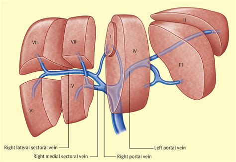 Anatomy of the liver - Surgery - Oxford International Edition
