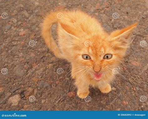 Gato enojado foto de archivo. Imagen de divertido, animales - 20682892