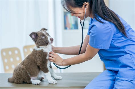 solutions  pay  veterinary expenses motivirus