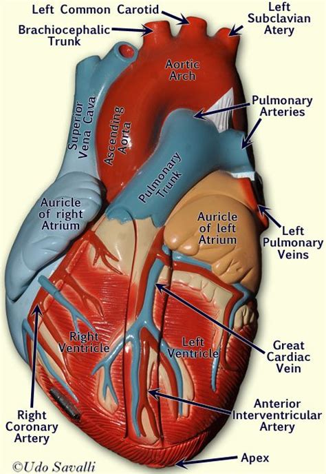 Anterior Heart Model Labeled