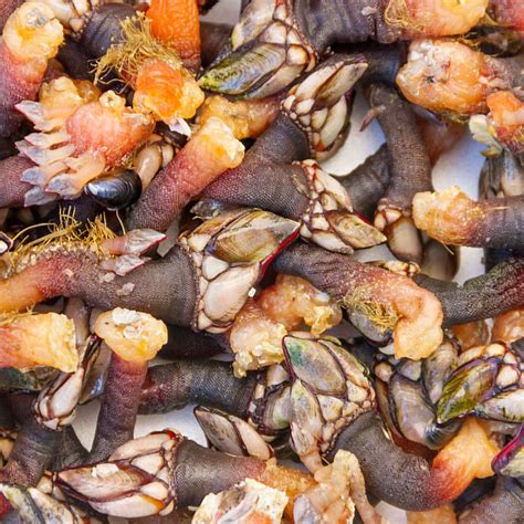 Percebe Se Ou Percebesse - What Are Percebes: Ultimate Guide To This Seafood Delicacy