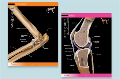 Novartis Guide to Orthopedic Conditions – ryanlitts creative