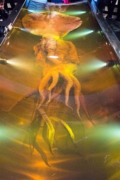 Colossal Squid Colossal Squid | Mesonychoteuthis Hamiltoni | Blue