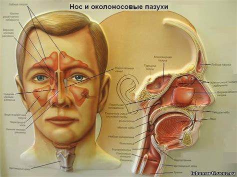 Болезни носа-причины - ПРИЧИНЫ БОЛЕЗНИ - ЭНЦИКЛОПЕДИЯ ЗДОРОВЬЯ ...