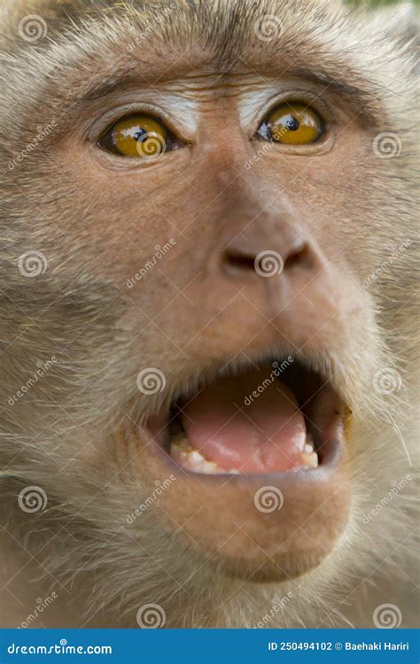 Monkey Showing a Surprised Face Stock Photo - Image of nature ...