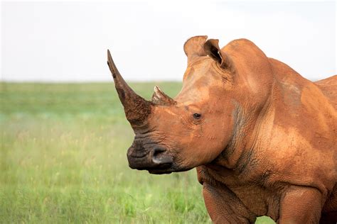 Rhinoceros Photos, Download The BEST Free Rhinoceros Stock Photos & HD ...