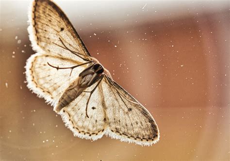 Brown house moths - PEST UK