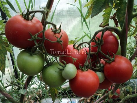 Томат Рапсодия: описание, ОТЗЫВЫ (4), фото, характеристика | tomatland.ru