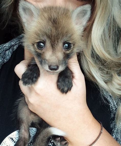 Adorable baby red fox. : Eyebleach