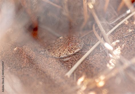 horned bitis snake close up Stock Photo | Adobe Stock