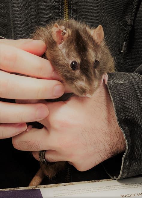 Pet owners are voicing concerns about linwood animal hospital wait times 5