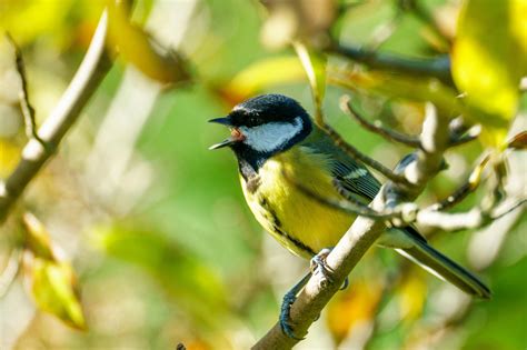 Tits Photos, Download The BEST Free Tits Stock Photos & HD Images