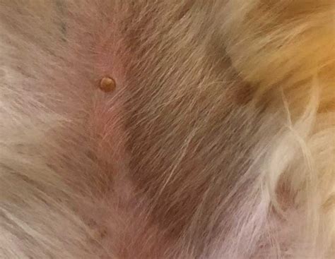 Do Dogs Fur Get Darker In The Sun? Unveiling The Sun-Kissed Transformation!