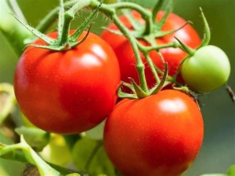 Томат Обские купола: отзывы, фото, описание и характеристика сорта