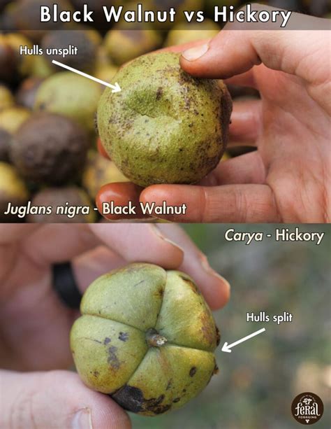 black walnut gathering cleaning cracking  benefits