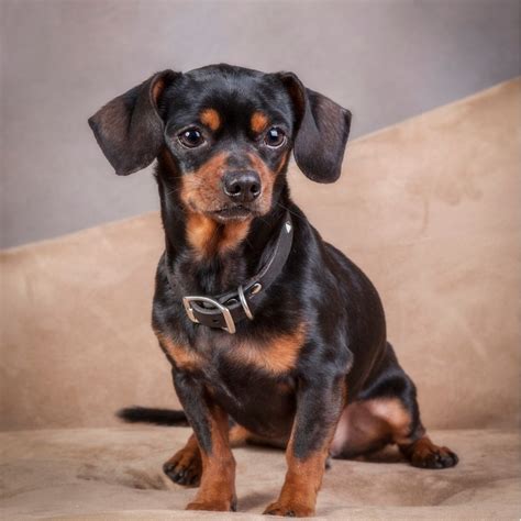 Brown Chiweenie Puppy