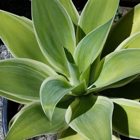 Agave 'Blue Glow Variegated' - Mid Valley Trees