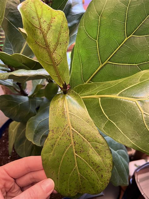 fiddle leaf fig tree leaves