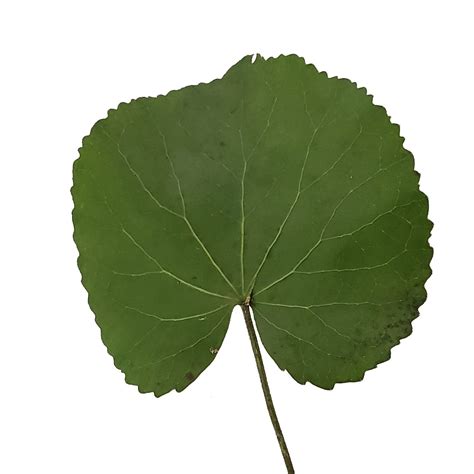 galax leaves  stems galax leaves plant leaves