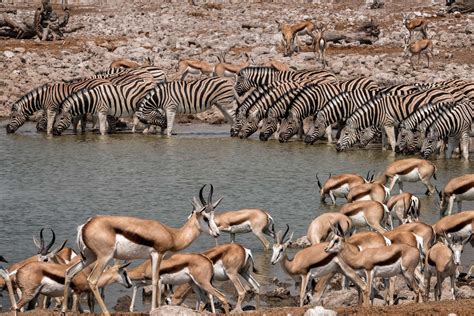 Namibia wildlife - LOUIS MONTROSE PHOTOGRAPHY