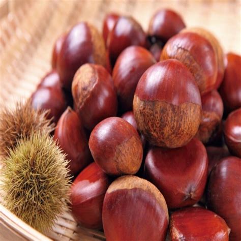 chestnuts health benefits   goodluck agricultural products