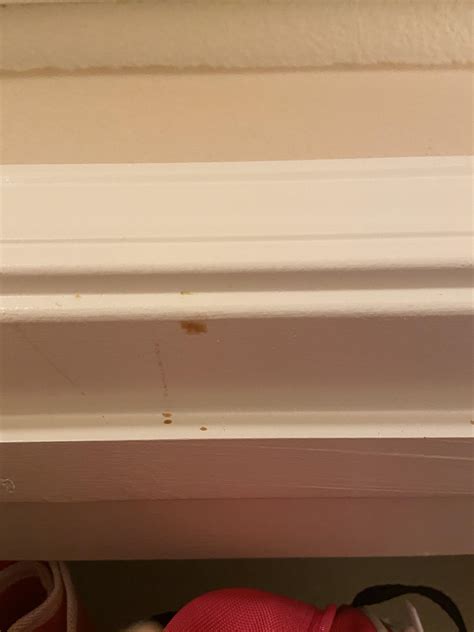 Beg bug stain?? Noticed is color stains on my walls. Exterminator