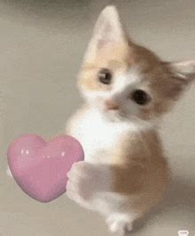 Cat Love-gif's | Tenor