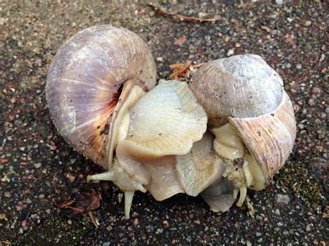 Free Images : nature, fauna, shell, invertebrate, cockle, escargot