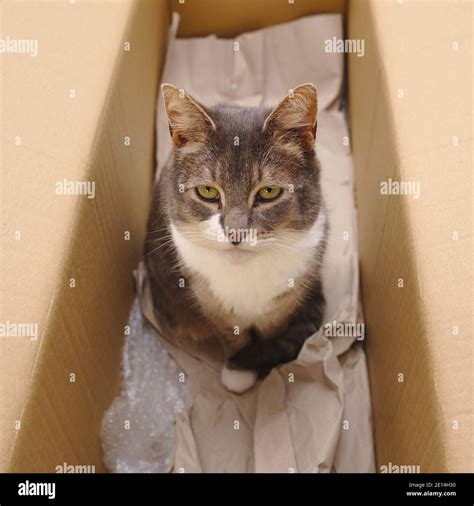 Cat in a cardboard box Stock Photo - Alamy