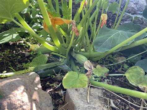 TW Pornstars - 3 pic. Ryder Skye. Twitter. My garden is growing ️😁. 6: