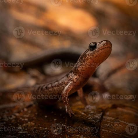 Leadback red-backed salamander, Plethodon cinereus 45478274 Stock Photo